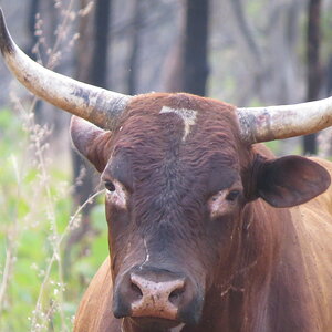 Scrub Bull Australia