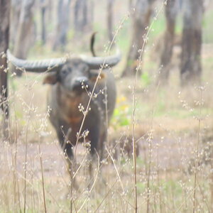 Asiatic Water Buffalo Australia