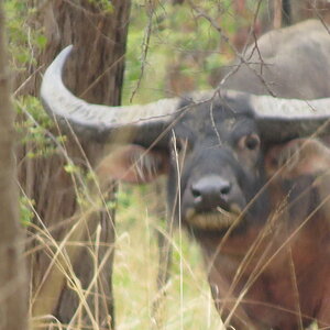 Asiatic Water Buffalo Australia