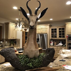 Springbok Pedestal Mount Taxidermy & Golden Wildebeest tail made into a fly swatter