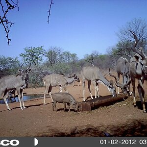 Kudu and Warthog South Africa