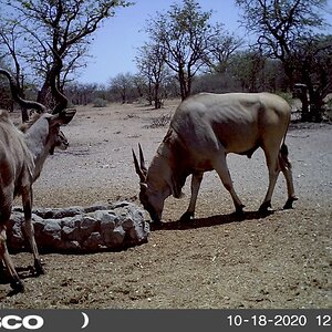 Eland and Kudu South Africa