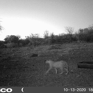 Leopard South Africa