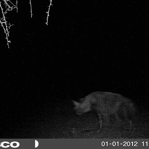 Brown Hyena South Africa