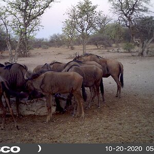 Blue Wildebeest herd South Africa