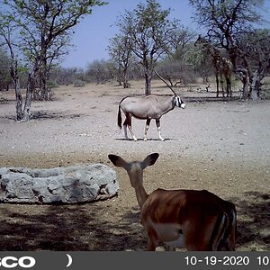 Impala and Gemsbok South Africa