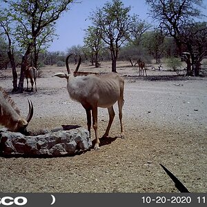 Roan South Africa