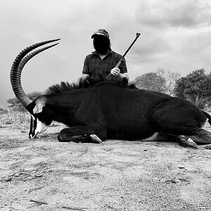 Sable Hunting South Africa