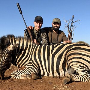 Hunt Burchell's Plain Zebra in South Africa