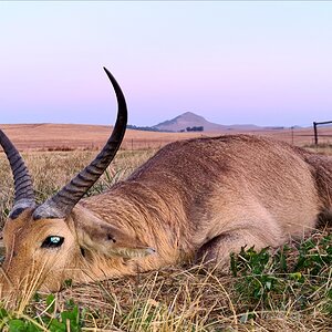 Hunting Common Reedbuck in South Africa