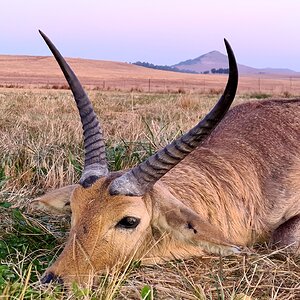 South Africa Hunt Common Reedbuck