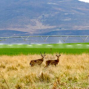 Common Reedbuck South Africa