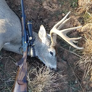 Hunting White-tailed Deer in Texas USA