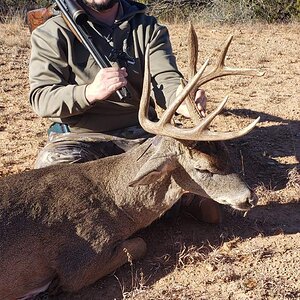 Texas USA Hunt White-tailed Deer