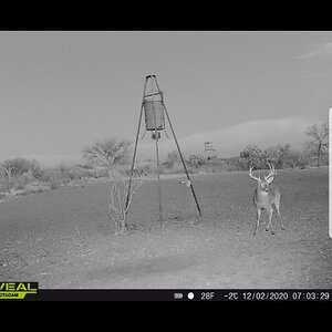 White-tailed Deer Trail Cam Pictures Texas USA