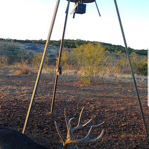 Trail Cam Pictures of White-tailed Deer in Texas USA