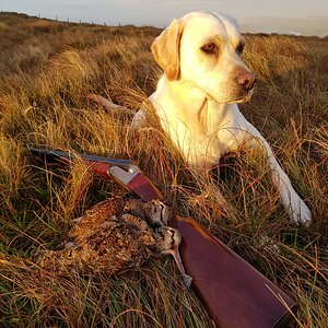 Shetland Hunt Woodcock