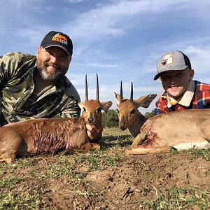 South Africa Hunting Steenbok