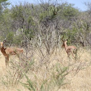 Impala at Zana Botes Safari jpeg