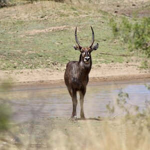 Young Waterbuck at Zana Botes Safari