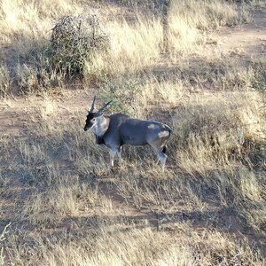 Eland bull At Zana Botes Safari