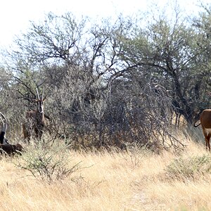 Sables at Zana Botes Safari