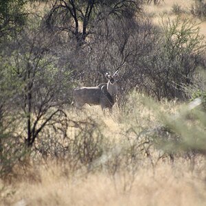 Eland at Zana Botes Safari