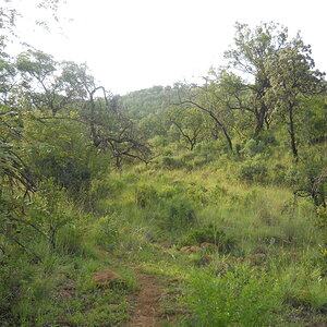 South Africa Bow Hunting Bushpig