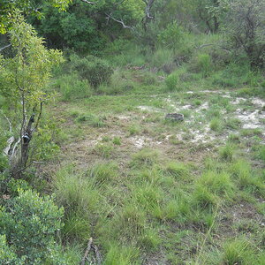 Bushpig Bow Hunting South Africa