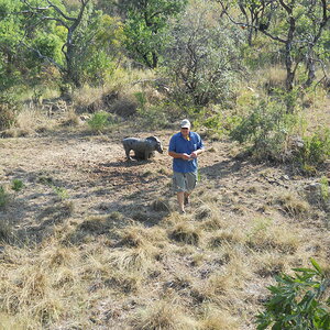 Bow Hunting Bushpig in South Africa