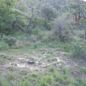 South Africa Bow Hunting Bushpig