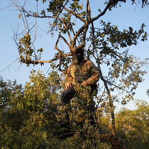 Bow Hunt Bushpig in South Africa