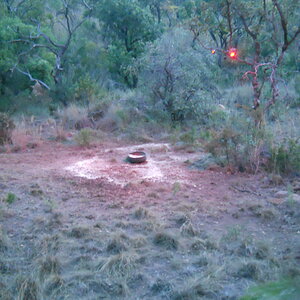 Bow Hunting Bushpig South Africa