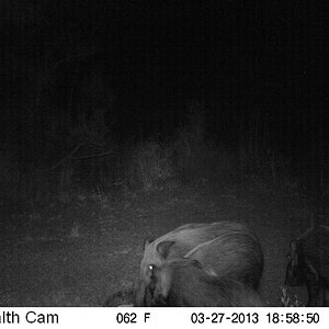 South Africa Trail Cam Pictures Bushpig