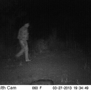 Trail Cam Pictures of Bushpig Hunting in South Africa