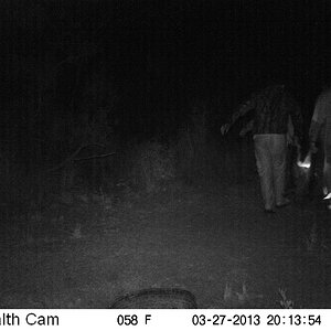 South Africa Trail Cam Pictures Bushpig