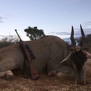 Eland Hunting South Africa