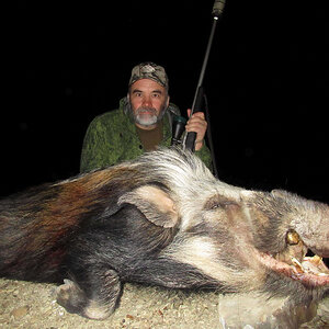 Hunt Bushpig in South Africa