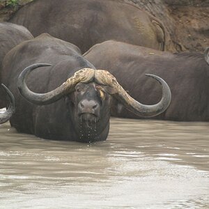 Cape Buffalo South Africa