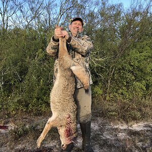 Hunting Coyote in Texas USA