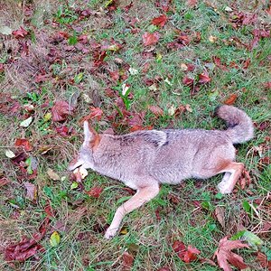 USA Hunt Coyote