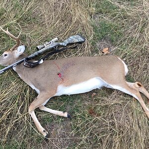 Texas USA Hunting White-tailed deer