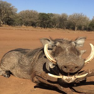 South Africa Hunt Warthog