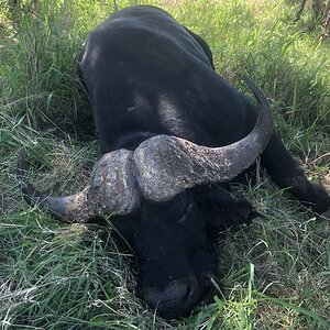 Buffalo Hunting South Africa