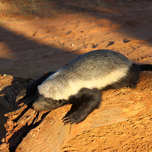 Hunting African Honey Badger in South Africa