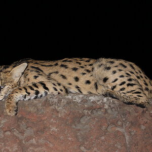 Serval Cat Hunt South Africa