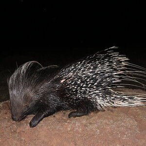 South Africa Hunting African Porcupine