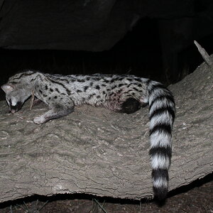 Hunt Genet Cat in South Africa