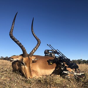 South Africa Bow Hunt Impala