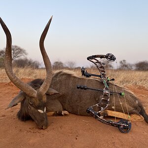 Bow Hunting Nyala in South Africa